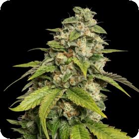 Sour Kush (aka Headband) Feminised Seeds