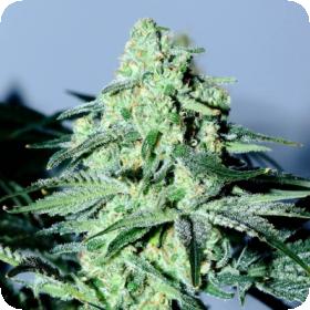 Sour Patch Kiss Feminised Seeds