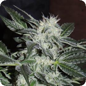 Sour Power OG Feminised Seeds Sour Power OG Feminised Seeds