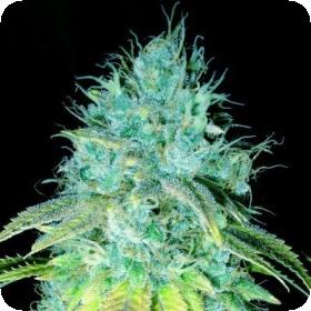 Sour Puss Feminised Seeds