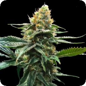 Sour Sorbet Feminised Seeds (Sorbet Collection) Sour Sorbet Feminised Seeds (Sorbet Collection)