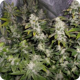 Sour Walker Feminised Seeds