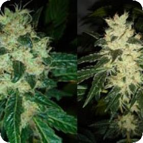 Sour P Feminised Seeds Sour P Feminised Seeds