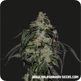 Soyuz OG Express Feminised Seeds
