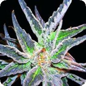 Space Feminised Seeds