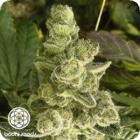Space Cake Regular Seeds Space Cake Regular Seeds