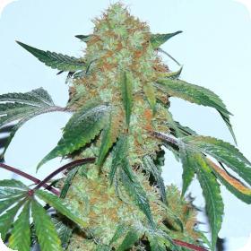 Spaceman Regular Seeds Spaceman Regular Seeds
