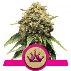 Special Queen #1 Feminised Seeds Special Queen #1 Feminised Seeds