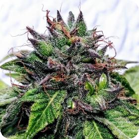 Special Needs Regular Seeds Special Needs Regular Seeds