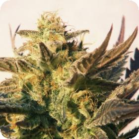 Speedy Boom (Speedy G) Automatic Feminised Seeds Speedy Boom (Speedy G) Automatic Feminised Seeds
