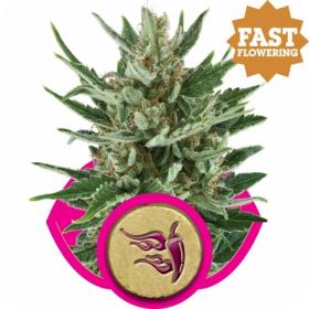 Speedy Chile FAST VERSION Feminised Seeds