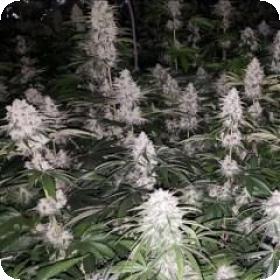 Spumoni Feminised Seeds Spumoni Feminised Seeds