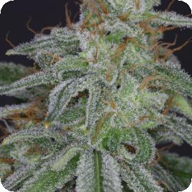 Star Feminised Seeds Star Feminised Seeds