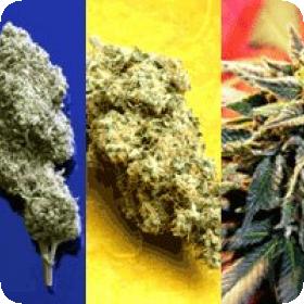 Star Gazer Regular Seeds Star Gazer Regular Seeds