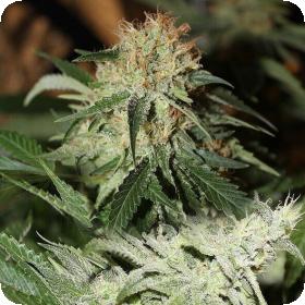 Strawberries & Cream Feminised Seeds Strawberries & Cream Feminised Seeds