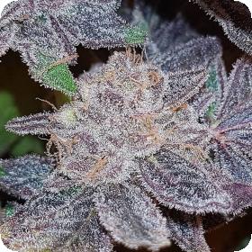 Strawberry 'n' Mango Feminised Seeds Strawberry 'n' Mango Feminised Seeds