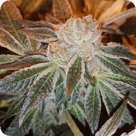 Strawberry 'N' Mango Jones Feminised Seeds Strawberry 'N' Mango Jones Feminised Seeds