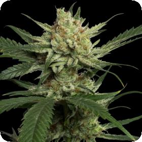 Strawberry Banana Feminised Seeds