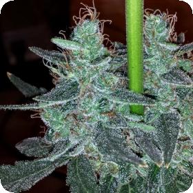 Strawberry Bubba Diesel Feminised Seeds Strawberry Bubba Diesel Feminised Seeds