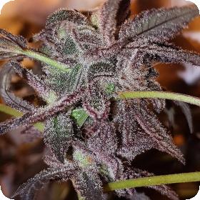 Strawberry Cookies Feminised Seeds Strawberry Cookies Feminised Seeds