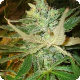 Strawberry Cough Feminised Seeds Strawberry Cough Feminised Seeds