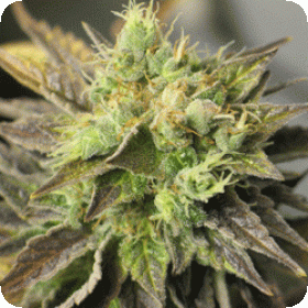 Strawberry D-Lite Feminised Seeds