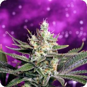 Strawberry Daiquiri Regular Seeds