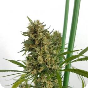 Strawberry Diesel Feminised Seeds
