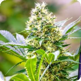 Strawberry Diesel x C99 Feminised Seeds Strawberry Diesel x C99 Feminised Seeds
