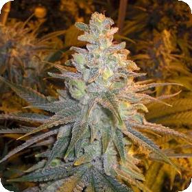 Strawberry Dog Shit Regular Seeds Strawberry Dog Shit Regular Seeds
