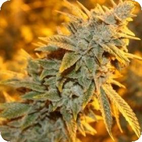 Strawberry Glue Regular Seeds Strawberry Glue Regular Seeds