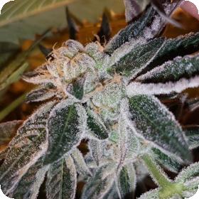 Strawberry Jones Cookies Feminised Seeds Strawberry Jones Cookies Feminised Seeds
