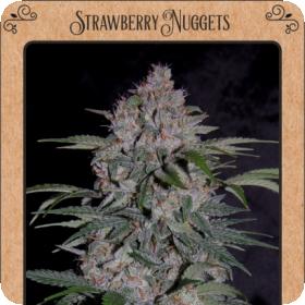 Strawberry Nuggets Auto Feminised Seeds