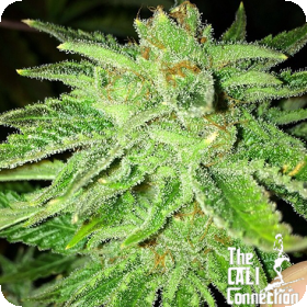 Strawberry Og Feminised Seeds Cali Connection Cannabis Seeds