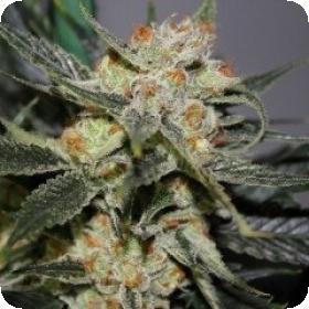Strawberry Shortcake Regular Seeds