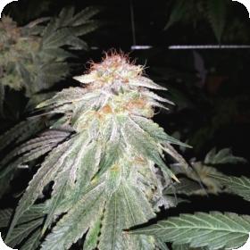 Strawberry Snow Cone Regular Seeds