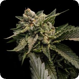 Strawberry Sorbet Feminised Seeds (Sorbet Collection) Strawberry Sorbet Feminised Seeds (Sorbet Collection)