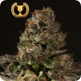 Strawberry Sour Diesel Feminised Cannabis Seeds Devils Harvest Cannabis Seeds 0