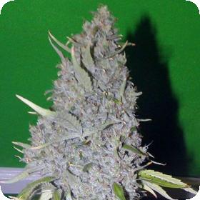 Strawberry Sour Haze Feminised Seeds Strawberry Sour Haze Feminised Seeds