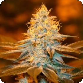 Strawberry Glue Feminised Seeds Strawberry Glue Feminised Seeds