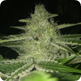 Strawnana WiFi Regular Seeds Strawnana WiFi Regular Seeds