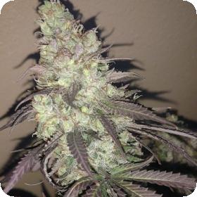 Strelka Regular Seeds