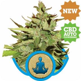 Stress Killer Automatic Feminised Seeds Stress Killer Automatic Feminised Seeds