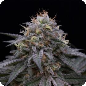 Sugar Breath Feminised Seeds