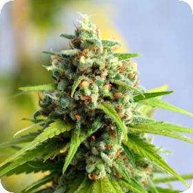 Sugar Kiss Regular Seeds