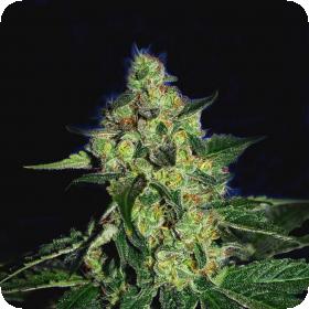 Sugar Mill Feminised Seeds (Gold Collection) Sugar Mill Feminised Seeds (Gold Collection)