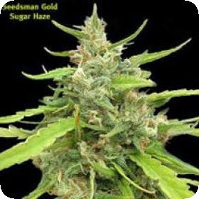 Sugar Haze Regular Seeds