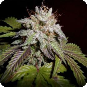 Sunset aka Sunset Sherbet Feminised Seeds