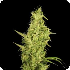 Sunshine Feminised Seeds Sunshine Feminised Seeds