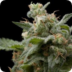 Super Hash Feminised Seeds Super Hash Feminised Seeds